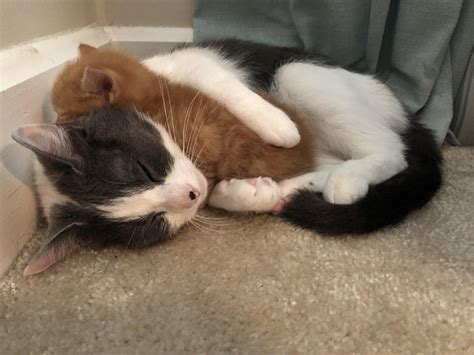 Cat Loves The New Kitten