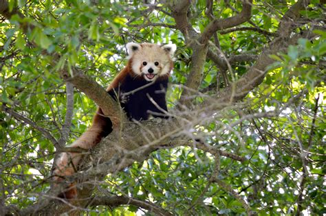 Virginia Zoo Welcomes Masu The Red Panda Virginia Zoo In