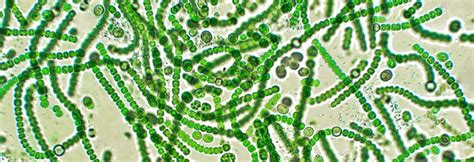 What Are Cyanobacteria Oklahoma Department Of Environmental Quality