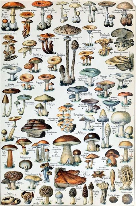 Wild Foraging Mushrooms Mushroom Art Poster Art Nature Wall Art
