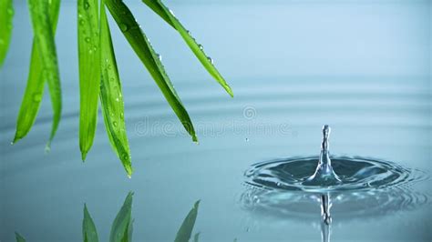 Super Slow Motion Water Drop Dripping Green Palm Leaves Stock Photos