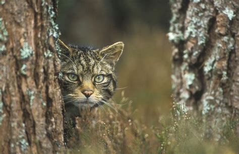 Funding Boost For Scottish Wildcat Conservation Biaza