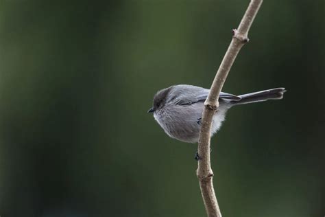12 Small Gray Birds Id Photos