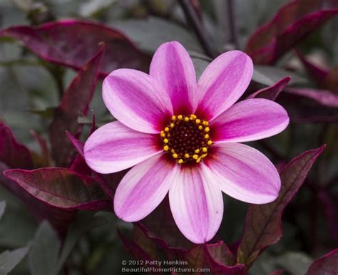 Single Dahlias Beautiful Flower Pictures Blog