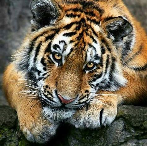 Tiger Animals Beautiful Beautiful Cats