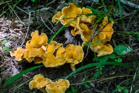Mushroom Picking Rules And Regulations In Pa Western