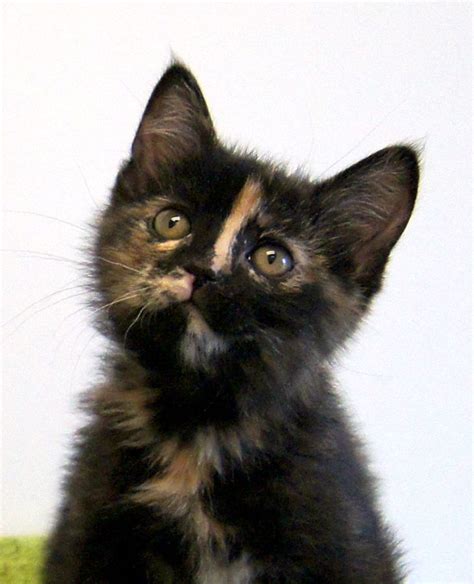 Beta Is An Adorable Little Tortie Kitten With The Classic Harlequin