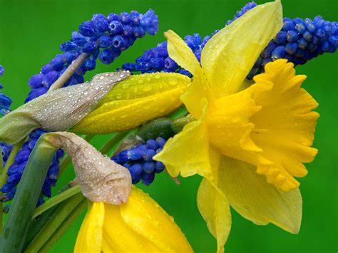 Daffodils And Hyacinth Wallpapers Hd Wallpapers Id 5694