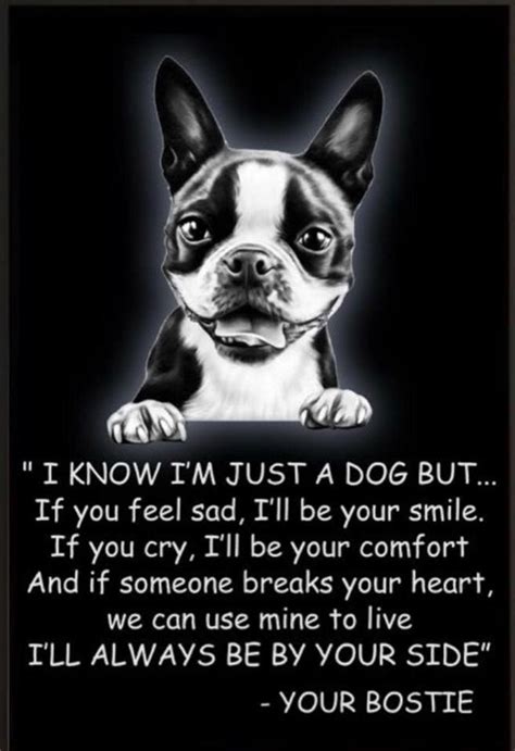 I have often noticed that nationalism is at its strongest at the periphery. Could use this saying for any dog breed. This is a dog's heart and soul. | Boston terrier funny ...