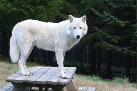 White Wolf Sanctuary Blameitonmywildheartblog Dangerous Dogs Best