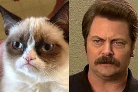 Vote In Our Best ‘grumpy Cat Look Alike Contest Grumpy Cat Cats