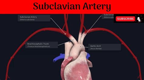 Subclavian Artery Origin Parts Relations Branches Anatomy