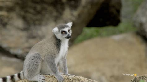 This Leaping Lemur Lady Rules The Bunch Smithsonian Magazine