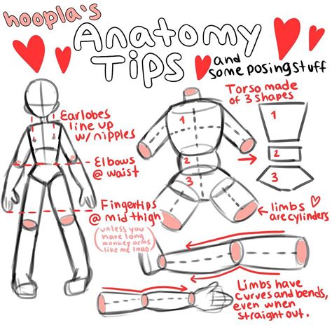 乙𝕆𝔼𝔼 on Instagram Ive had a few people ask how I draw anatomy so I made this This isn