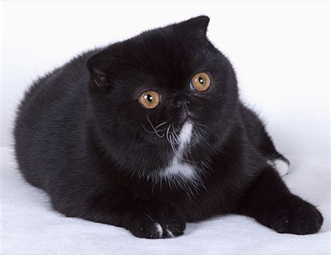 As such, different cat breeds have different life expectancies. LIFE SPAN OF EXOTIC SHORTHAIR