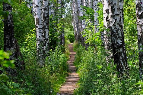 Birch Forest Path Beautiful Views Wallpapers 1920x1280