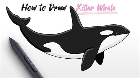 How To Draw Ocean Killer Whale Orca Animal Easy Step By Step Youtube