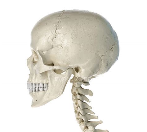 Human Skull In Side View On White Background — Medical Cranium