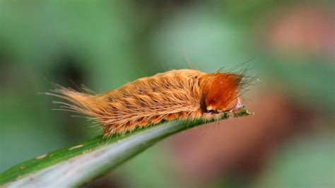 Venomous Puss Caterpillars Have Been Spotted Mental Floss