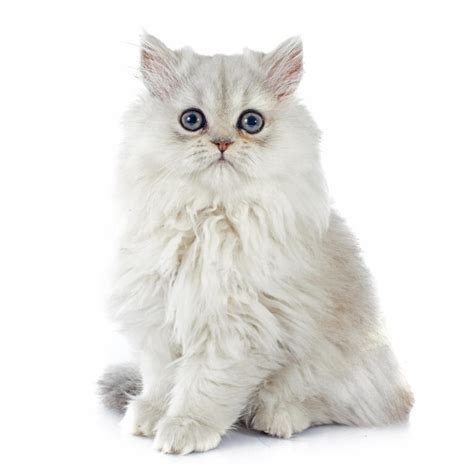 Pers - chinchilla | Katten | Rasinformatie | Omlet