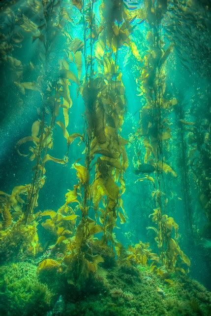 The Kelp Forest Flickr Photo Sharing