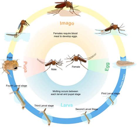 The Mosquito Life Cycle
