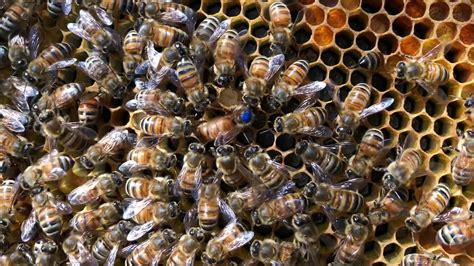 Honey Bee Queen Retinue Grooming Behavior Youtube