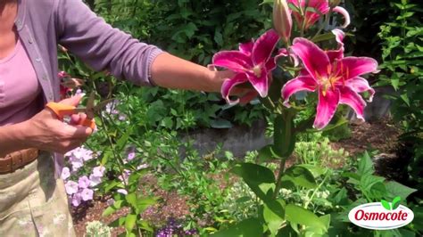 How To Cut Lilies From The Garden The Perils Of Starting A Cut Flower