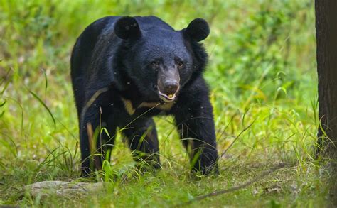 Asiatic Black Bears Are Opportunistic Feeders And Consume Fruits