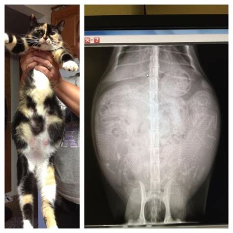 Imgur X Ray Of A Pregnant Cat Crazy Cat Lady Pinterest Cats