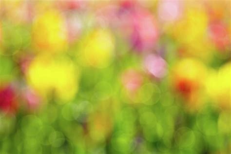 Tulip Flowers Field Blurred Defocused Background Photograph By David Gn