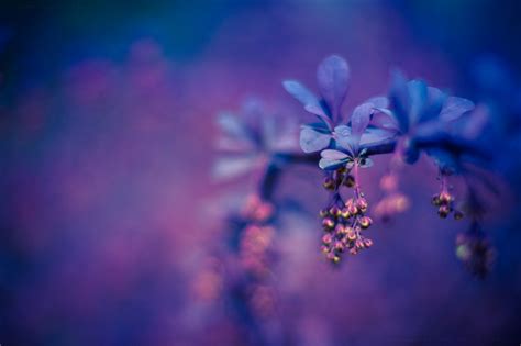 Photography Colorful Macro Flowers Purple