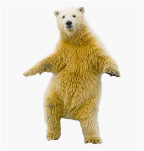 Polar Bear Standing Up Png Free Transparent Clipart Clipartkey