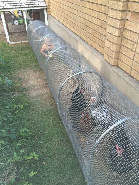 Build A Chunnel Chicken Tunnels Chickens Backyard Diy Chicken Coop