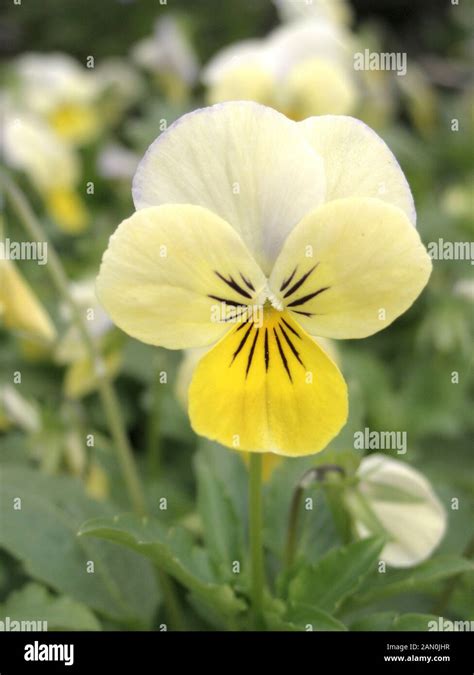Viola Sorbet Yellow Frost Stock Photo Alamy