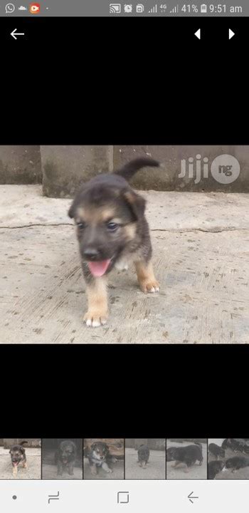 Pure Breed German Shepherd Puppies For Sale N25k Pets Nigeria