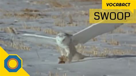Meaning Of Swoop Youtube