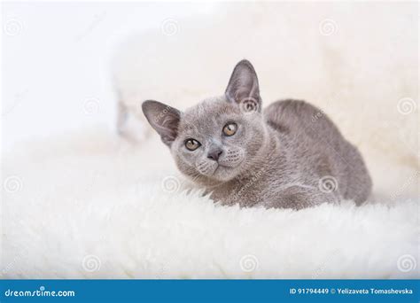 European Burmese Cat Gray Kitten Sitting On The White Fur Stock Image