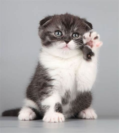 996 Best Images About Scottish Fold On Pinterest