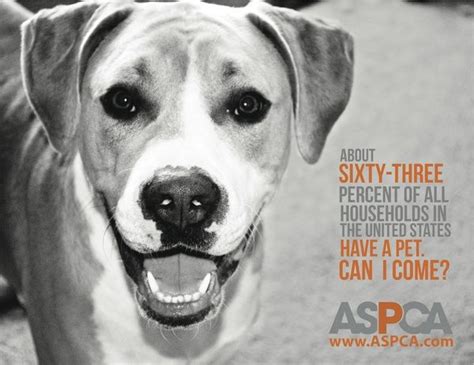 17 Best Images About Aspca On Pinterest Behance For Dogs And For The