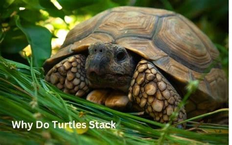 Why Do Turtles Stack Causes Of Turtle Stacking And Prevention