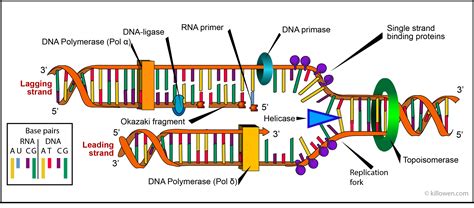 Dna Polymerase Diagram
