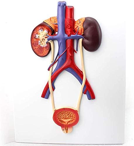 Buy Model Of The Urinary System Human Anatomical Model Human