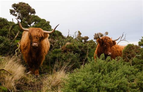 Where To See Highland Cows In Edinburgh