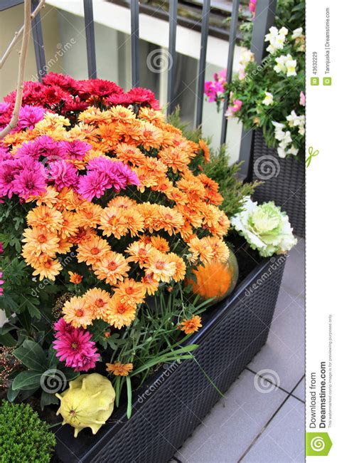 Mix Of Beautiful Flowers In The Fall Terrace Garden Stock
