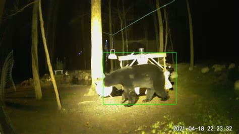 The First Bear Sighting Of The Year Youtube