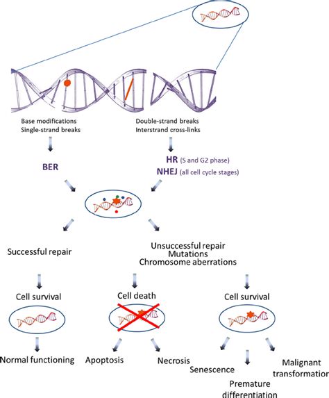 Radiation Induced Dna Damage Repair Mechanisms And Possible Download Scientific Diagram
