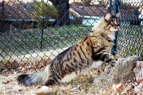 The maine coon is sweet and friendly, with the typically curious cat nature. Maine Coon Temperament And Personality Traits!