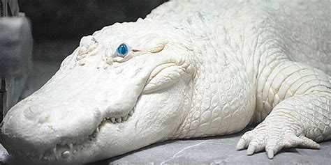 Animals come in a wide variety of colors, from brown or black to bright blue or fire orange. Albino Animals: 5 Intriguing Facts You Didn't Know