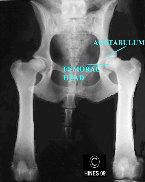 A hip can become dislocated during many kinds of accidents, including falls from high places and motorcycle or car accidents. 31 COST OF SURGERY HIP DYSPLASIA IN DOGS - * Cost